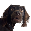 alright buddy logo
