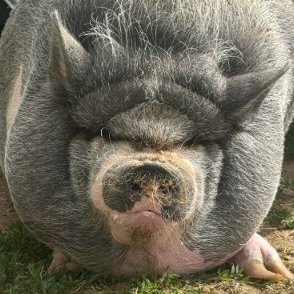 Nikepig logo