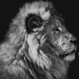 Thelionrapesthedogwhenitbarks logo