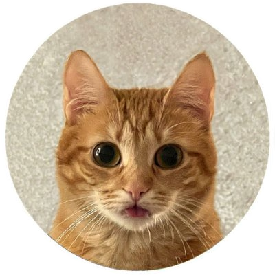 Tori the Cat logo